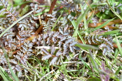 Acaena saccaticupula