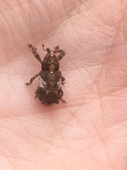 Orthorhinus