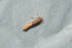 Labdia semicoccinea