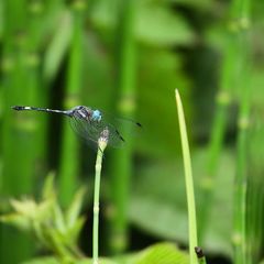 Micrathyria paulsoni