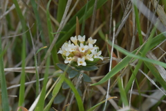 Pimelea oreophila