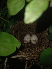 Andropadus importunus