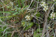 Pimelea oreophila