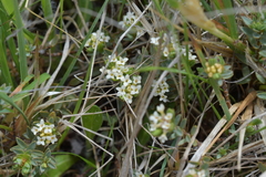 Pimelea oreophila