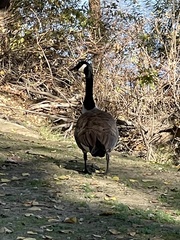 Branta canadensis