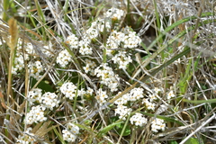 Pimelea oreophila