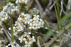Pimelea oreophila