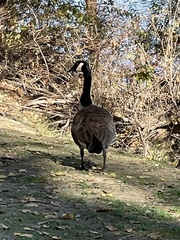 Branta canadensis