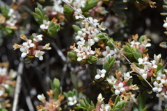 Pimelea notia
