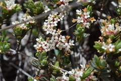 Pimelea notia