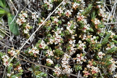 Pimelea notia