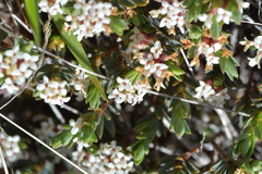 Pimelea notia