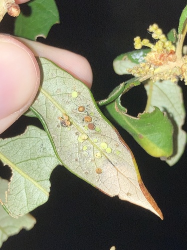 Jumping Gall Wasp photo 3