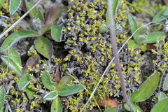 Coprosma perpusilla