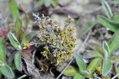 Coprosma perpusilla