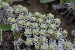 Raoulia parkii