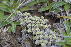 Raoulia parkii