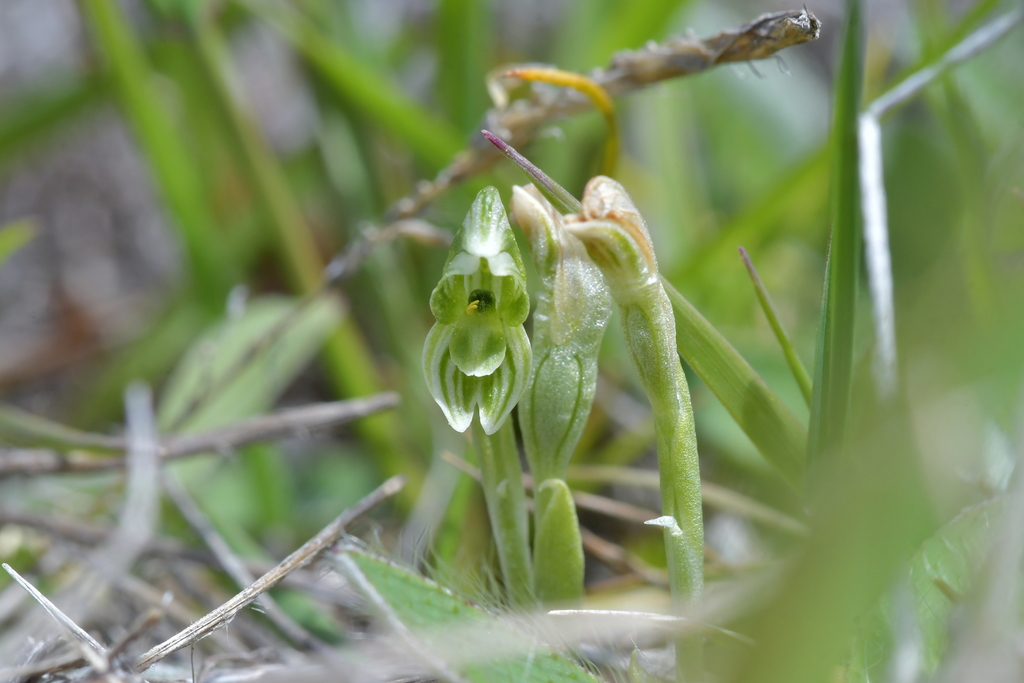 Pterostylis tanypoda