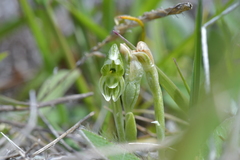 Pterostylis tanypoda