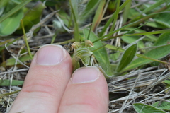 Pterostylis tanypoda