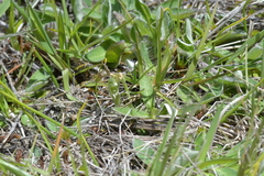 Pterostylis tanypoda