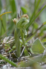 Pterostylis tanypoda