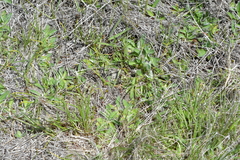 Pterostylis tanypoda