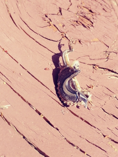 iNaturalist observation photo of Western Skink