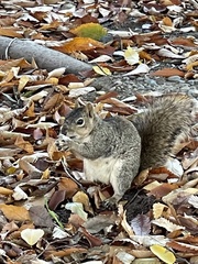 Sciurus niger
