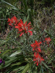 Castilleja affinis