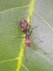 Myrmaplata plataleoides