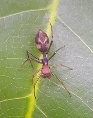 Myrmaplata plataleoides