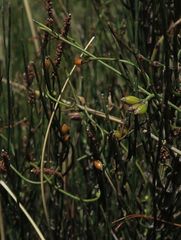 Cassytha glabella dispar