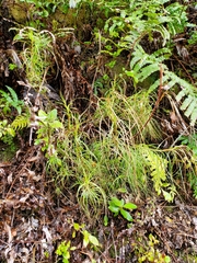 Dracophyllum longifolium