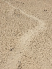 Caretta caretta