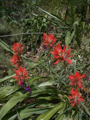Castilleja affinis