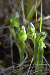 Pterostylis tanypoda