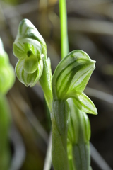 Pterostylis tanypoda