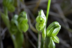 Pterostylis tanypoda