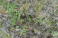 Pterostylis tanypoda