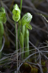 Pterostylis tanypoda