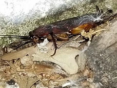 Periplaneta fuliginosa
