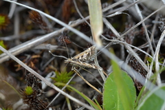 Diasemia grammalis