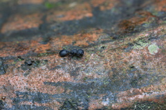 Cataulacus granulatus