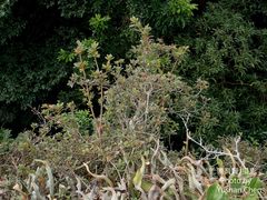 Rhododendron nakaharae