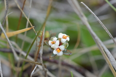 Pimelea notia