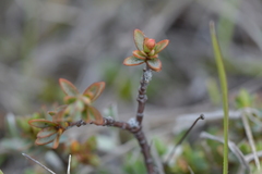 Pimelea notia