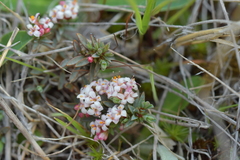 Pimelea notia