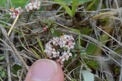Pimelea notia