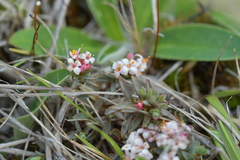Pimelea notia